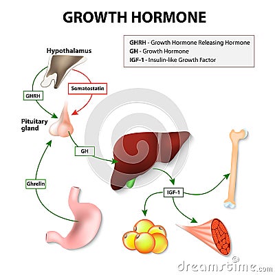 Human Growth Hormone Vector Illustration