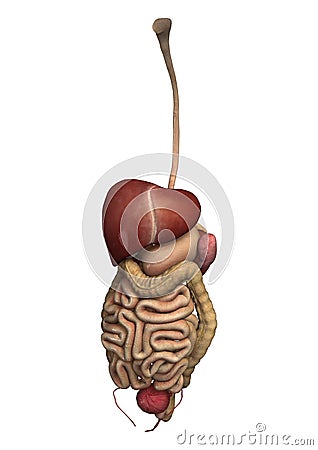 Human Guts Stock Photo