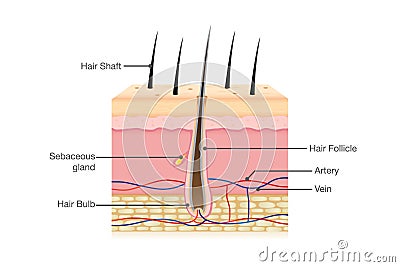 Human Hair Anatomy on isolated. Vector Illustration