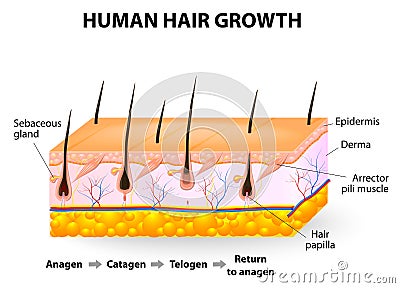 Human hair growth Vector Illustration