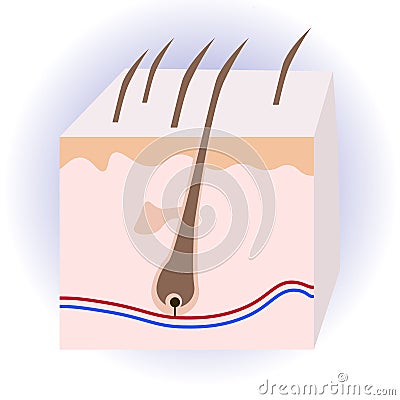 Human hair structure. Anatomical sign. Vector Illustration