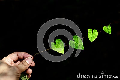 A human hand with a branch with a green heart shaped leaf With light shining on it Stock Photo