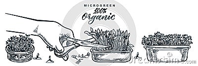 Human hand cuts microgreen sprouts. Sketch vector hand drawn illustration. Natural organic food growing concept Vector Illustration