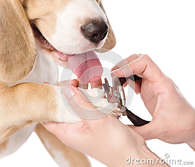 Human hand cutting dog toenails. isolated on white background Stock Photo