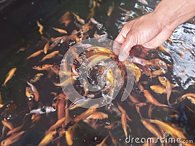 human hand feeding the fish Stock Photo