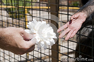 Human hand giving flower to monkey hand Stock Photo