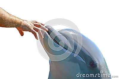 Human hand and head of a smiling dolphin . saving animals in Israel, trusting people Stock Photo