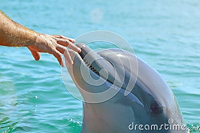 Human hand and head of a smiling dolphin . saving animals in Israel, trusting people Stock Photo