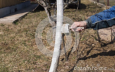 Human hand holding brush and whitewashing a young tree in early spring. gardening concept Stock Photo