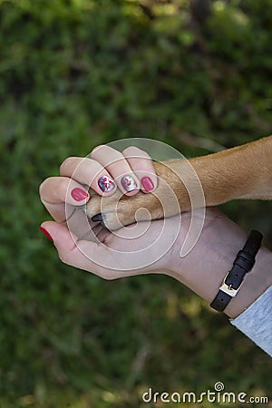 Human Hand Holding Dog Paw Stock Photo