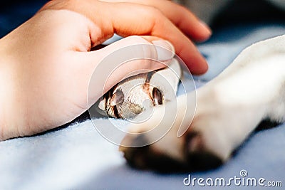 Human hand holding dog paw Stock Photo