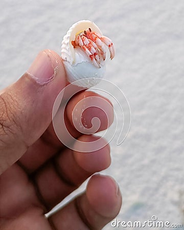 Human hand holding a seashell white sand beach Stock Photo