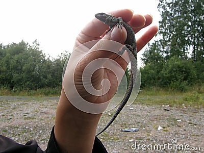 Human hand holding a small lizard. Stock Photo