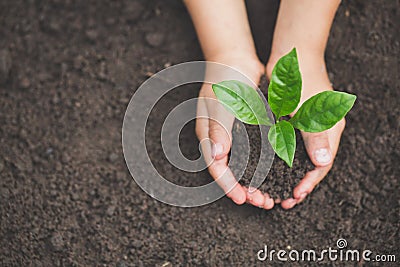 Human hand holding a small seedling, plant a tree, reduce global warming, World Environment Day Stock Photo