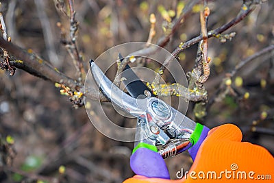 Human hand in orange garden glove holding pruner against currant bush. Pruning shrubs with secateur in early spring. Gardening Stock Photo