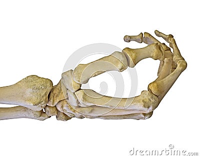 Human hand skeleton isolated on white Stock Photo