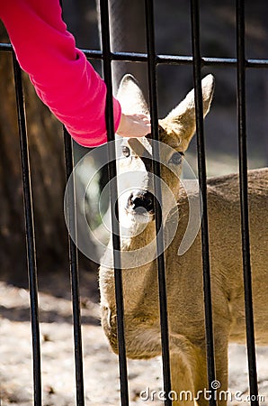 Human hand strokes a roe through a cage at the zoo in summer Stock Photo