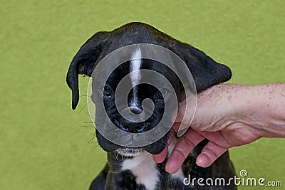 Human hand touches black with white spots Boxer puppy on green background. Stock Photo