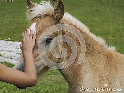 human hand and young haflinger blonde horse grazing on green grass in dolomites horse Stock Photo