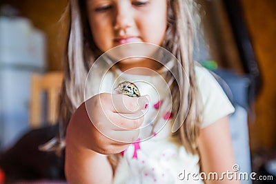 Human Hands Care Baby Quail Stock Photo