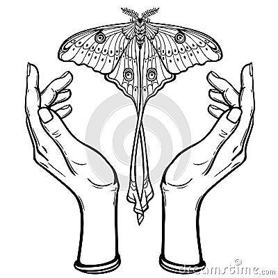 Human hands hold a butterfly having a tail. Vector Illustration