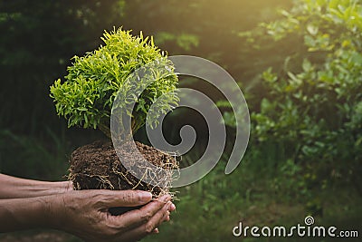 Human hands holding green small plant life concept. Ecology concept. Stock Photo