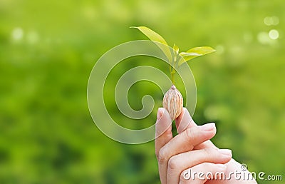 Human hands holding plant growing from seed on green nature background Stock Photo