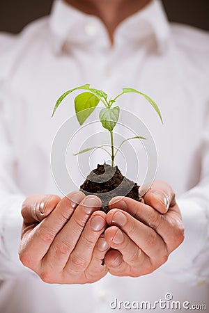 Human hands holding young spring sprout Stock Photo