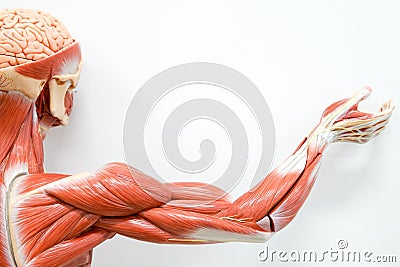 Human hands muscle Stock Photo