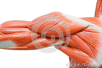 Human hands muscle Stock Photo