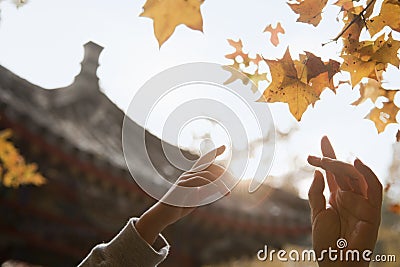 Human hands reaching for a leaf in the autumn, lens flare Stock Photo