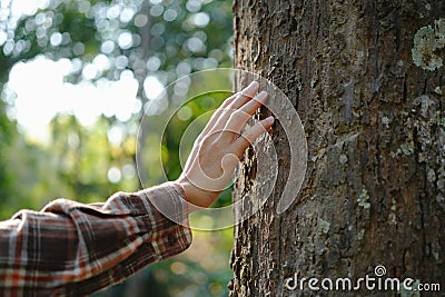 Human hands touching tree green forest in tropical woods, hug tree or protect environment, co2, net zero concept, pollution or Stock Photo