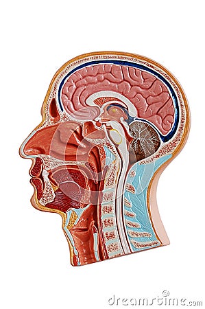 Human Head Anatomy Stock Image - Image: 15062121