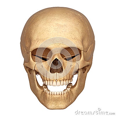 human head skeleton Cartoon Illustration