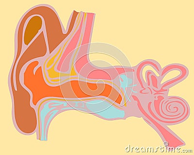 Human hearing system anatomy Cartoon Illustration