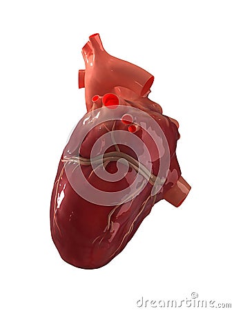 Human heart Stock Photo