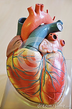 Human heart Stock Photo