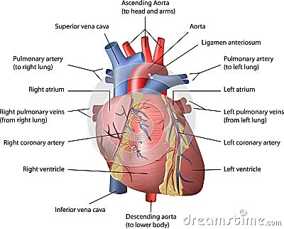 Human Heart Vector Illustration