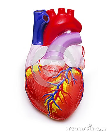 Human Heart Stock Photo