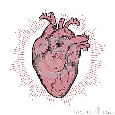 Human heart anatomically correct hand drawn line art and dotwork. Flash tattoo or print design vector illustration Vector Illustration