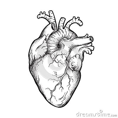 Human heart anatomically correct hand drawn line art and dotwork. Flash tattoo or print design vector illustration. Vector Illustration