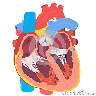 Human heart anatomy Vector Illustration