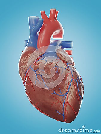 the human heart anatomy Cartoon Illustration