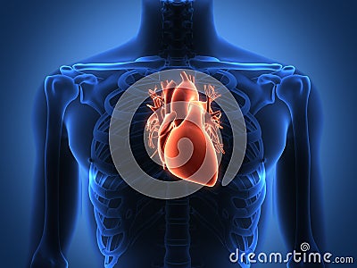 Human heart anatomy from a healthy body Stock Photo