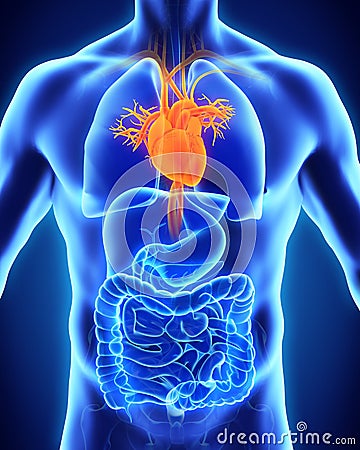 Human Heart Anatomy Stock Photo