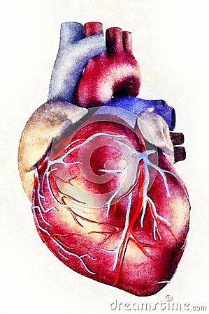 Human heart anatomy illustration Cartoon Illustration