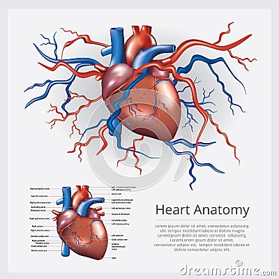 Human Heart Anatomy Vector Illustration