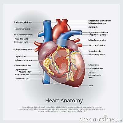 Human Heart Anatomy Vector Illustration