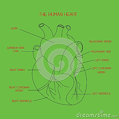 Human heart anatomy vector isolated on green background. This illustration about medical and health care. Vector Illustration