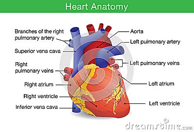 Human heart anatomy Vector Illustration